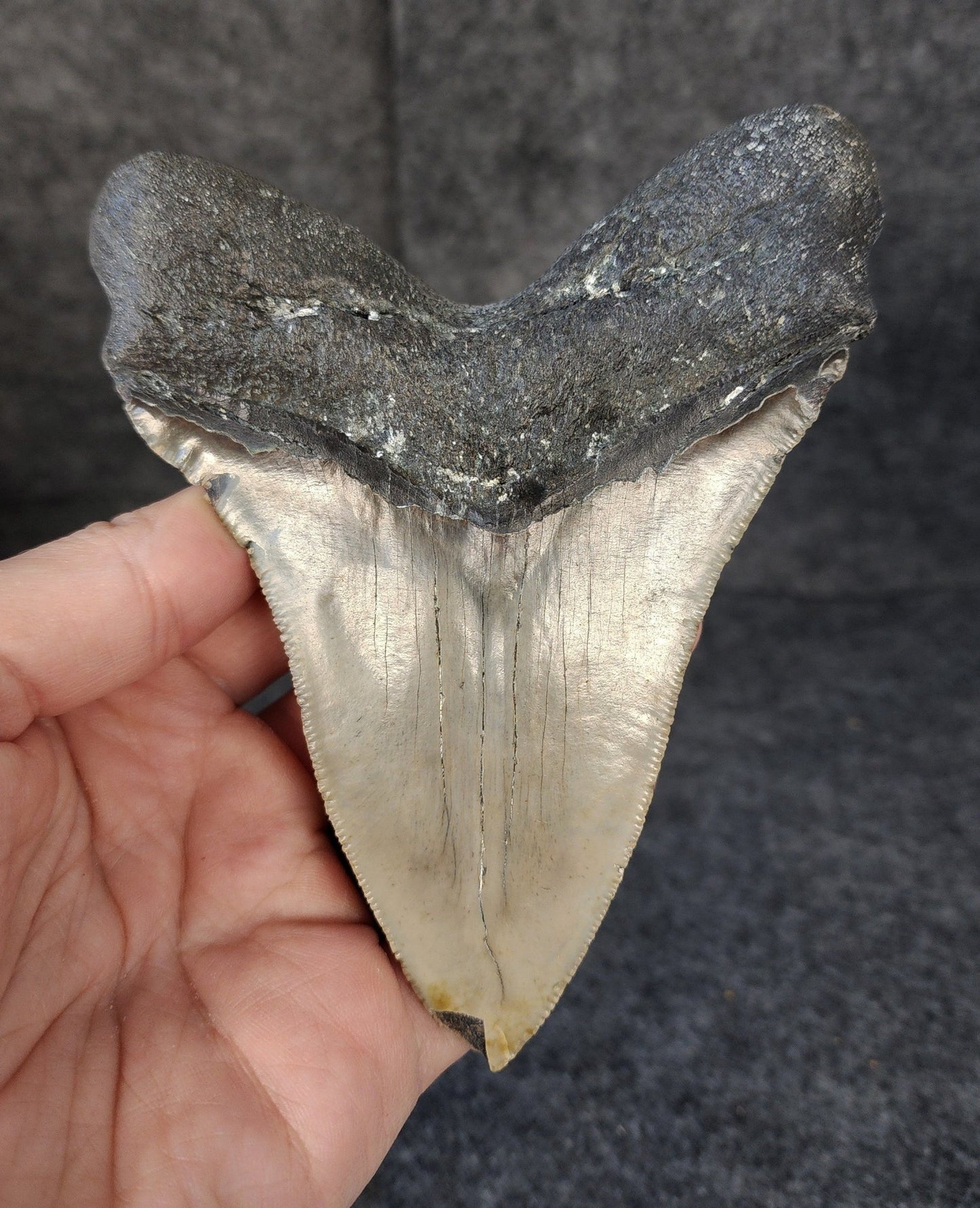 Authentic, 5.07" Fossil Megalodon Tooth - Meg Ledge - Fossil Driven