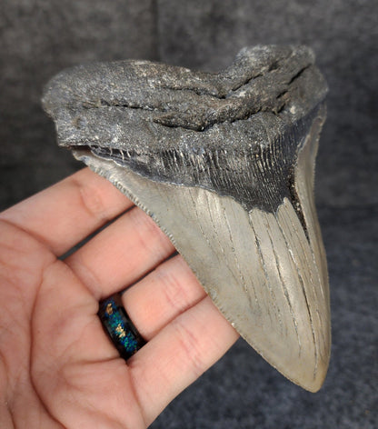 Authentic, 5.07" Fossil Megalodon Tooth - Meg Ledge - Fossil Driven
