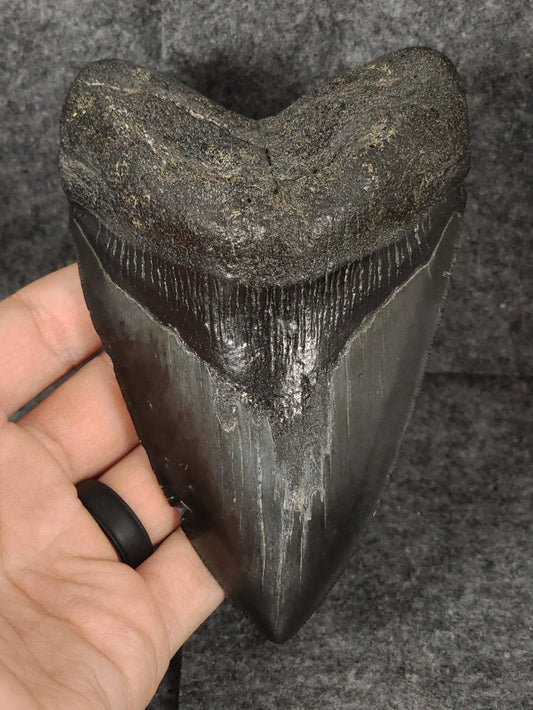 Authentic, 5.07" Fossil Megalodon Tooth - South Carolina - Fossil Driven