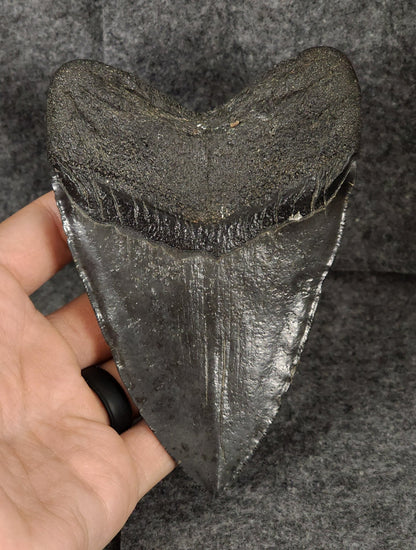 Authentic, 5.07" Fossil Megalodon Tooth - South Carolina - Fossil Driven