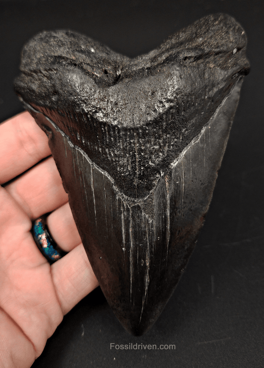 Authentic, 5.09" Fossil Megalodon Tooth - South Carolina - Fossil Driven