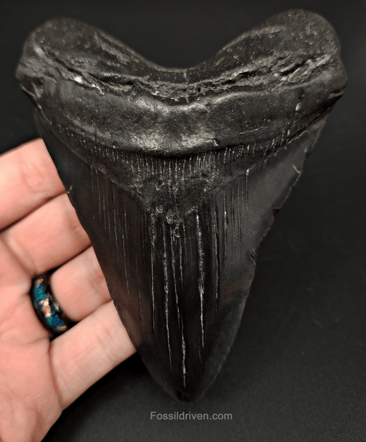 Authentic, 5.09" Fossil Megalodon Tooth - South Carolina - Fossil Driven