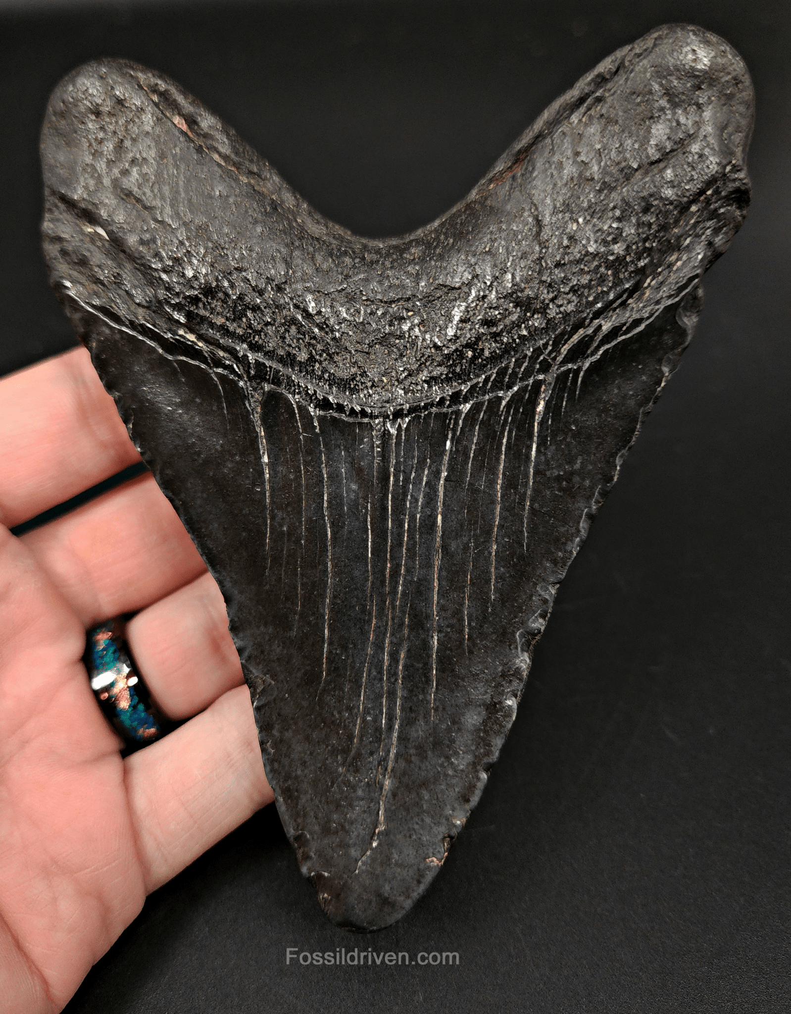 Authentic, 5.09" Fossil Megalodon Tooth - South Carolina - Fossil Driven