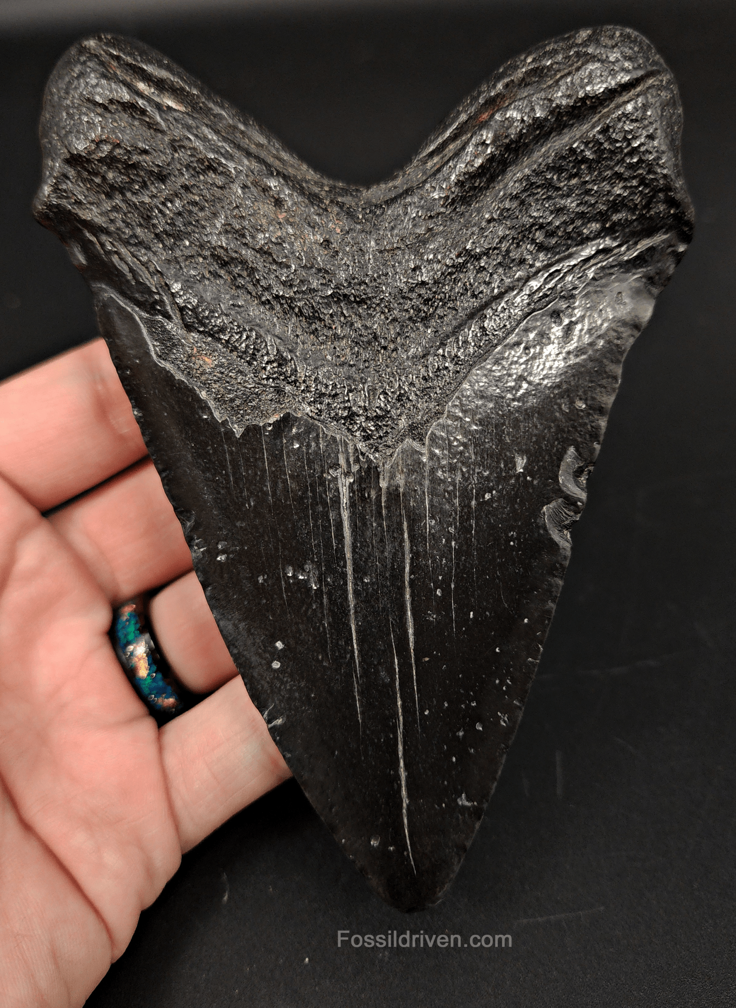 Authentic, 5.09" Fossil Megalodon Tooth - South Carolina - Fossil Driven