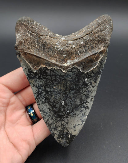Authentic, 5.09" Fossil Megalodon Tooth - Venice, Florida - Fossil Driven