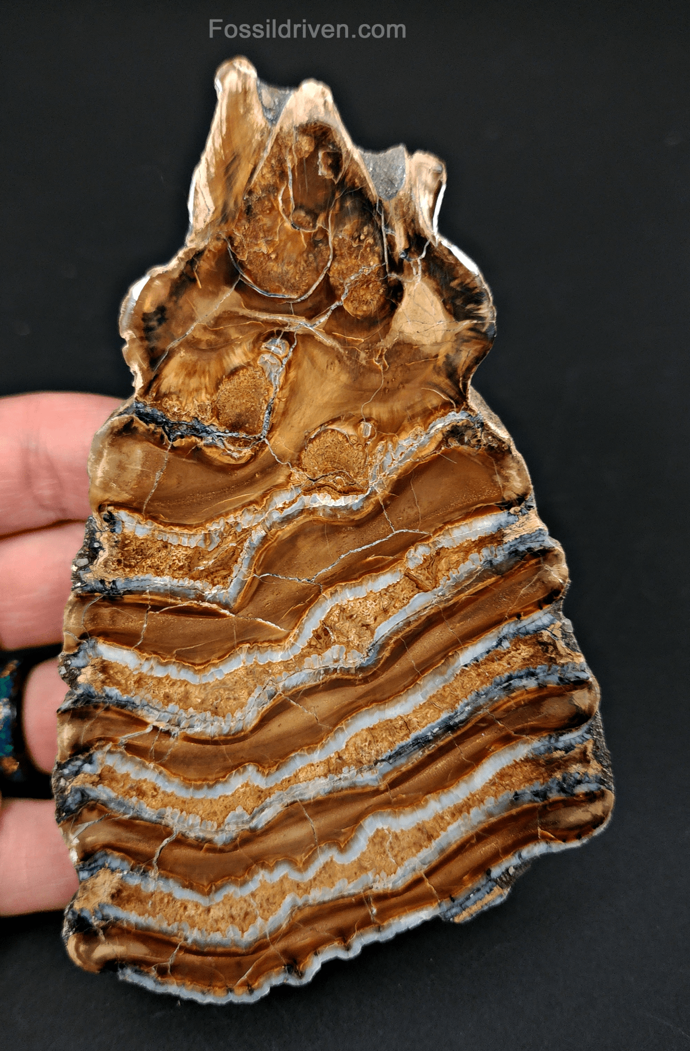 Authentic, 5.10" Polished Mammoth Tooth Slice - Siberia - Fossil Driven