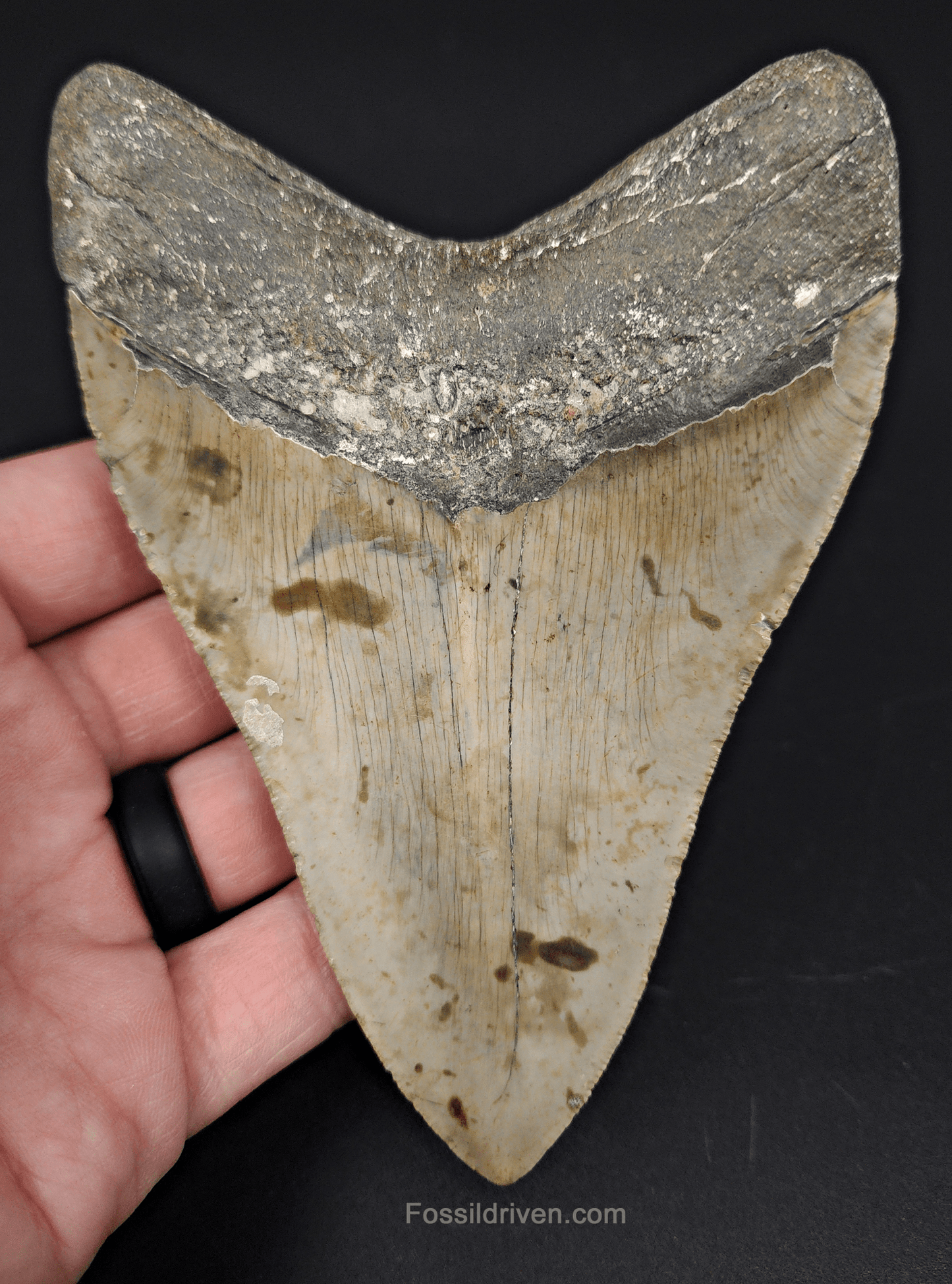 Authentic, 5.11" Fossil Megalodon Tooth - Meg Ledge - Fossil Driven