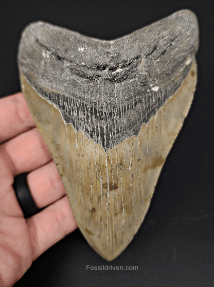 Authentic, 5.11" Fossil Megalodon Tooth - Meg Ledge - Fossil Driven