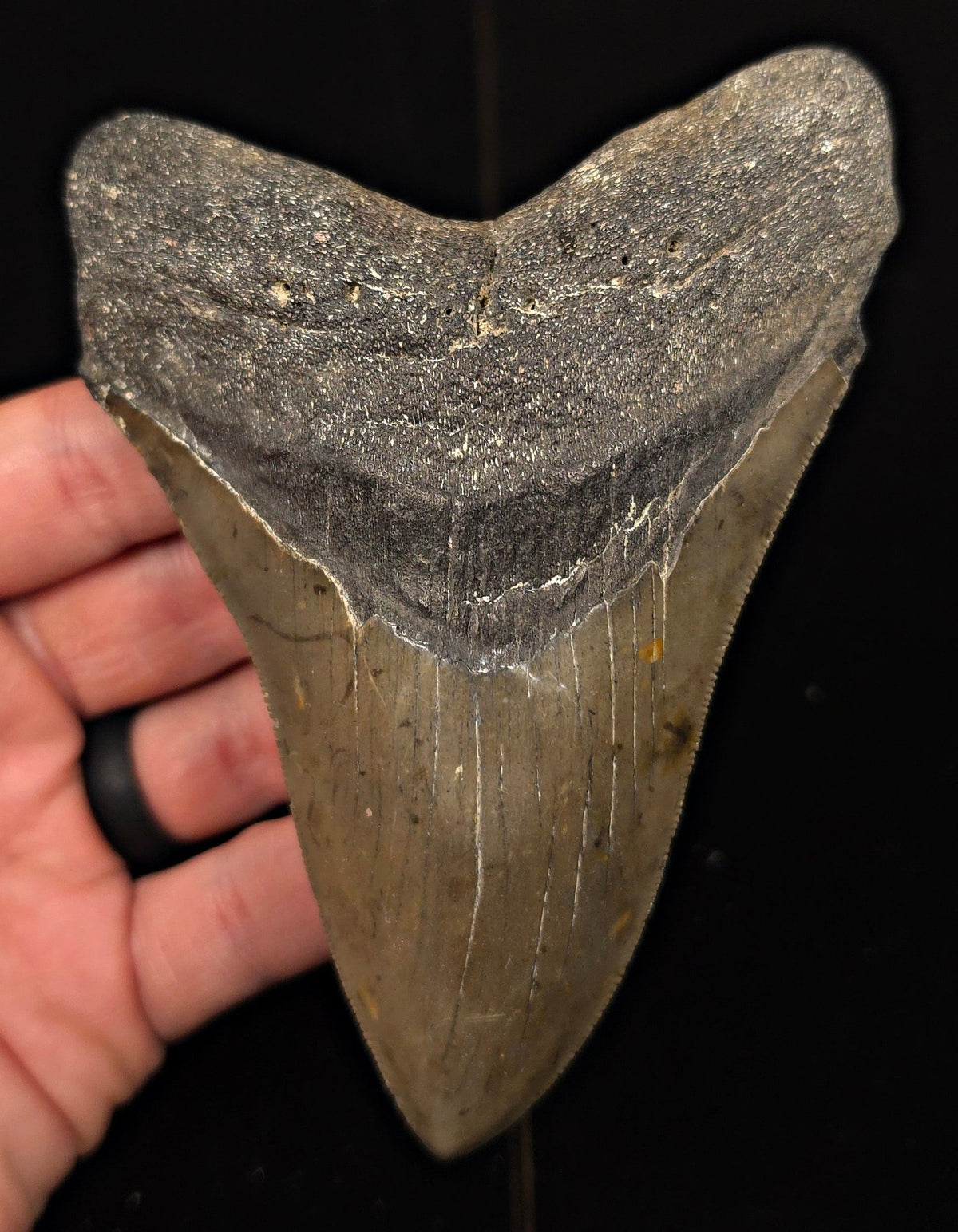 Authentic, 5.12" Fossil Megalodon Tooth - Meg Ledge, North Carolina - Fossil Driven
