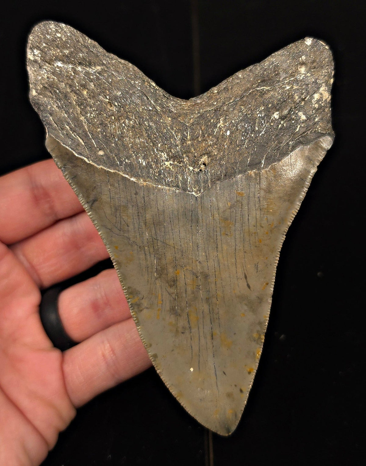 Authentic, 5.12" Fossil Megalodon Tooth - Meg Ledge, North Carolina - Fossil Driven