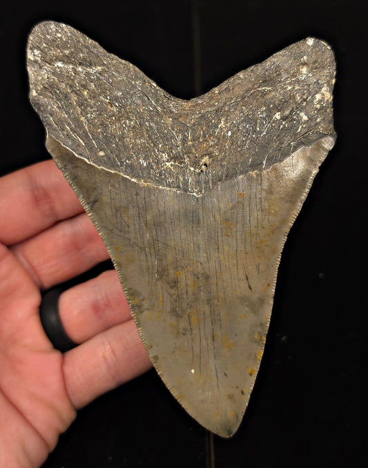 Authentic, 5.12" Fossil Megalodon Tooth - Meg Ledge, North Carolina - Fossil Driven