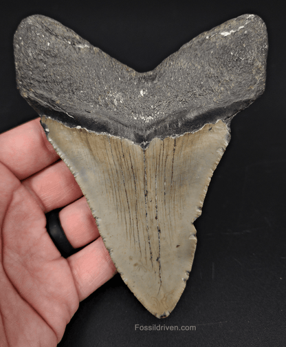 Authentic, 5.13" Fossil Megalodon Tooth - Meg Ledge - Fossil Driven