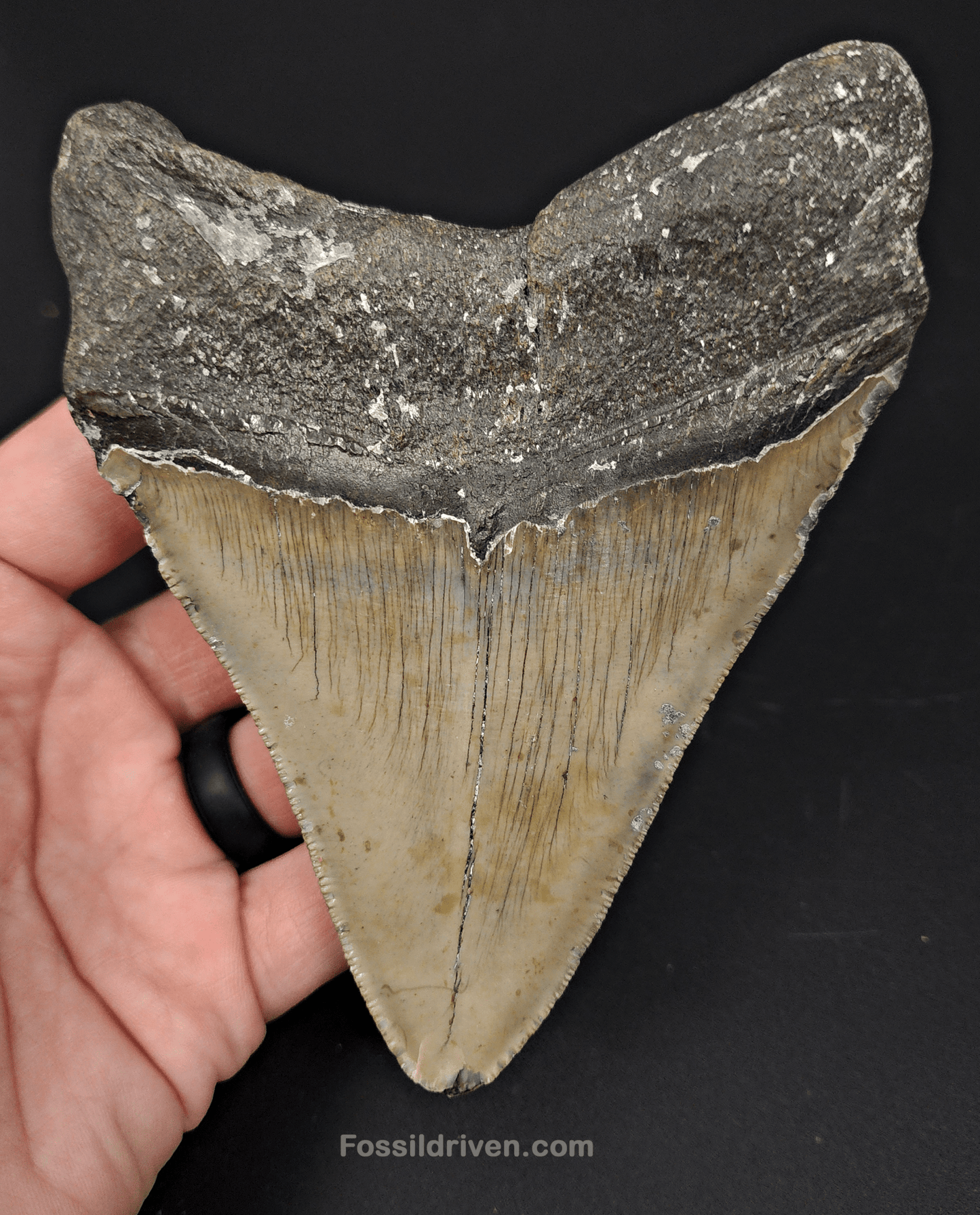 Authentic, 5.13" Fossil Megalodon Tooth - Meg Ledge - Fossil Driven