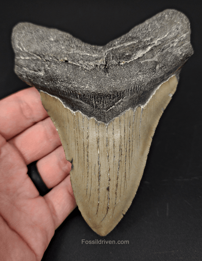 Authentic, 5.13" Fossil Megalodon Tooth - Meg Ledge - Fossil Driven
