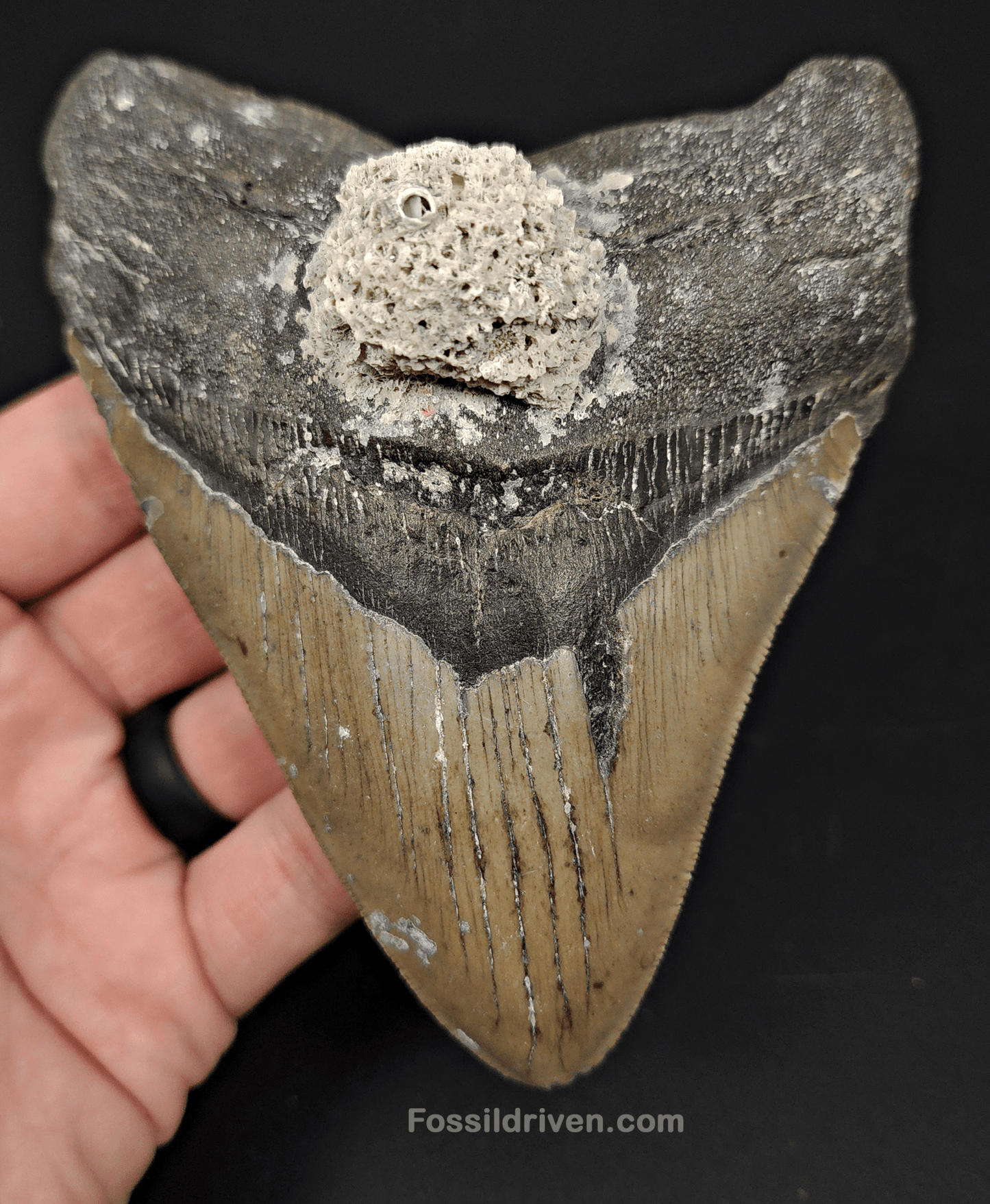 Authentic, 5.13" Fossil Megalodon Tooth - Meg Ledge - Fossil Driven