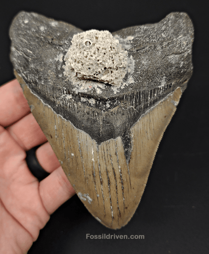 Authentic, 5.13" Fossil Megalodon Tooth - Meg Ledge - Fossil Driven
