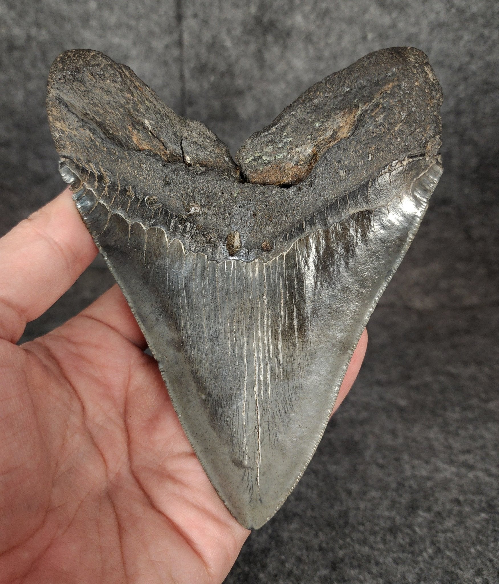 Authentic, 5.13" Fossil Megalodon Tooth - South Carolina - Fossil Driven
