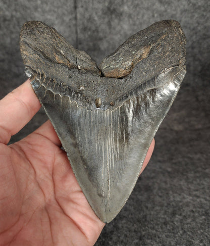 Authentic, 5.13" Fossil Megalodon Tooth - South Carolina - Fossil Driven