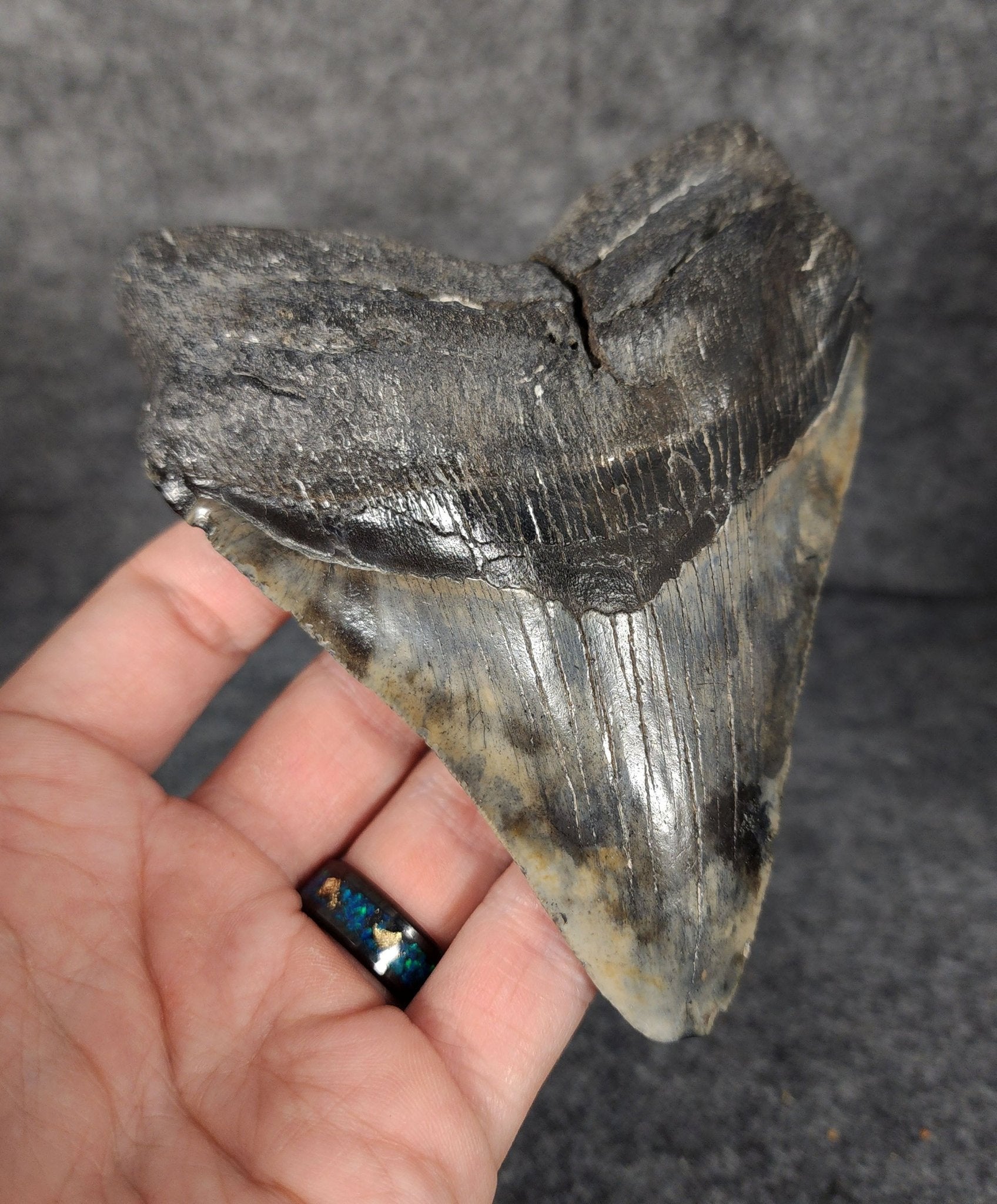 Authentic, 5.13" Fossil Megalodon Tooth - South Carolina - Fossil Driven