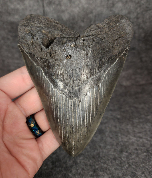 Authentic, 5.13" Fossil Megalodon Tooth - South Carolina - Fossil Driven