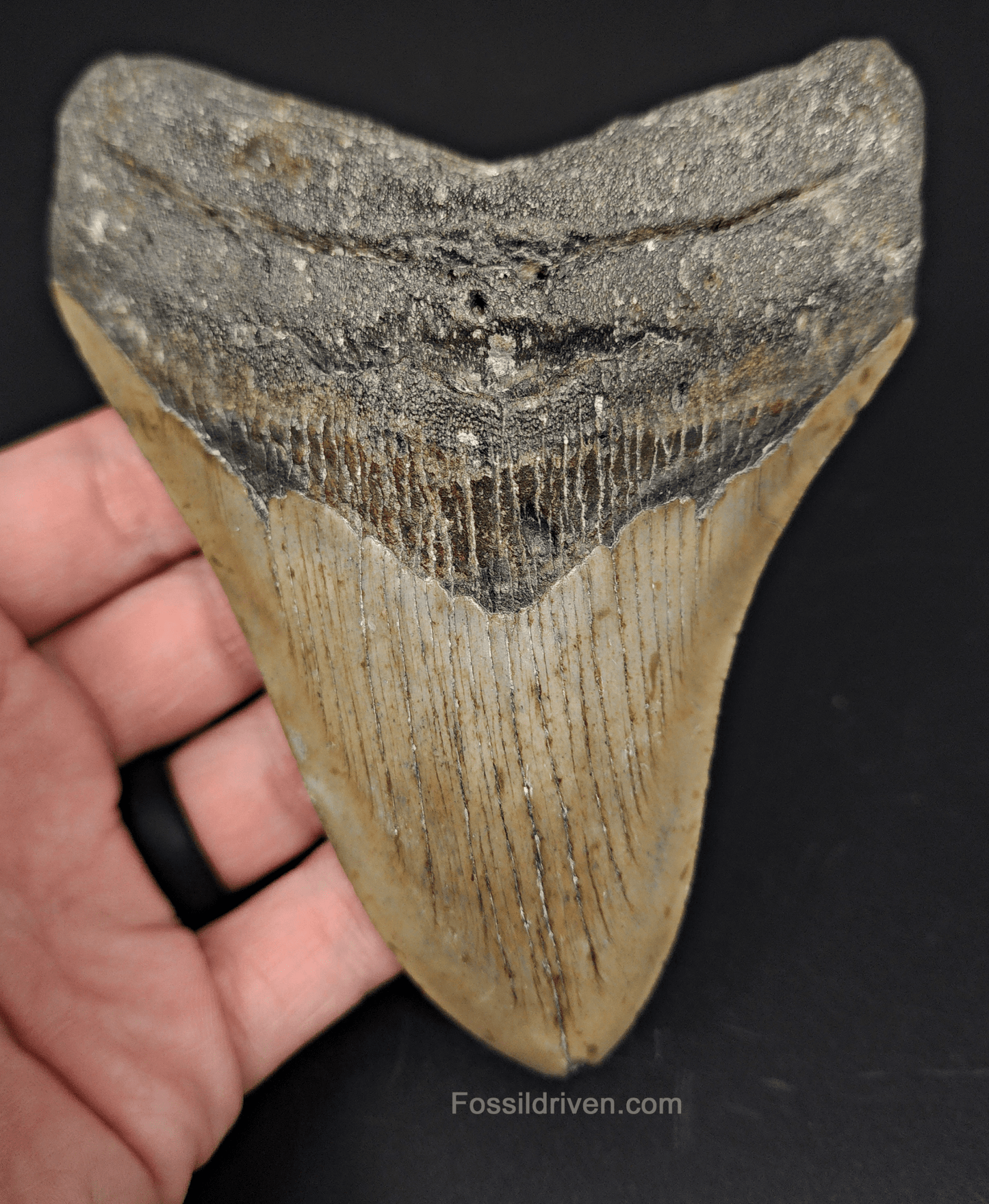 Authentic, 5.15" Fossil Megalodon Tooth - Meg Ledge - Fossil Driven