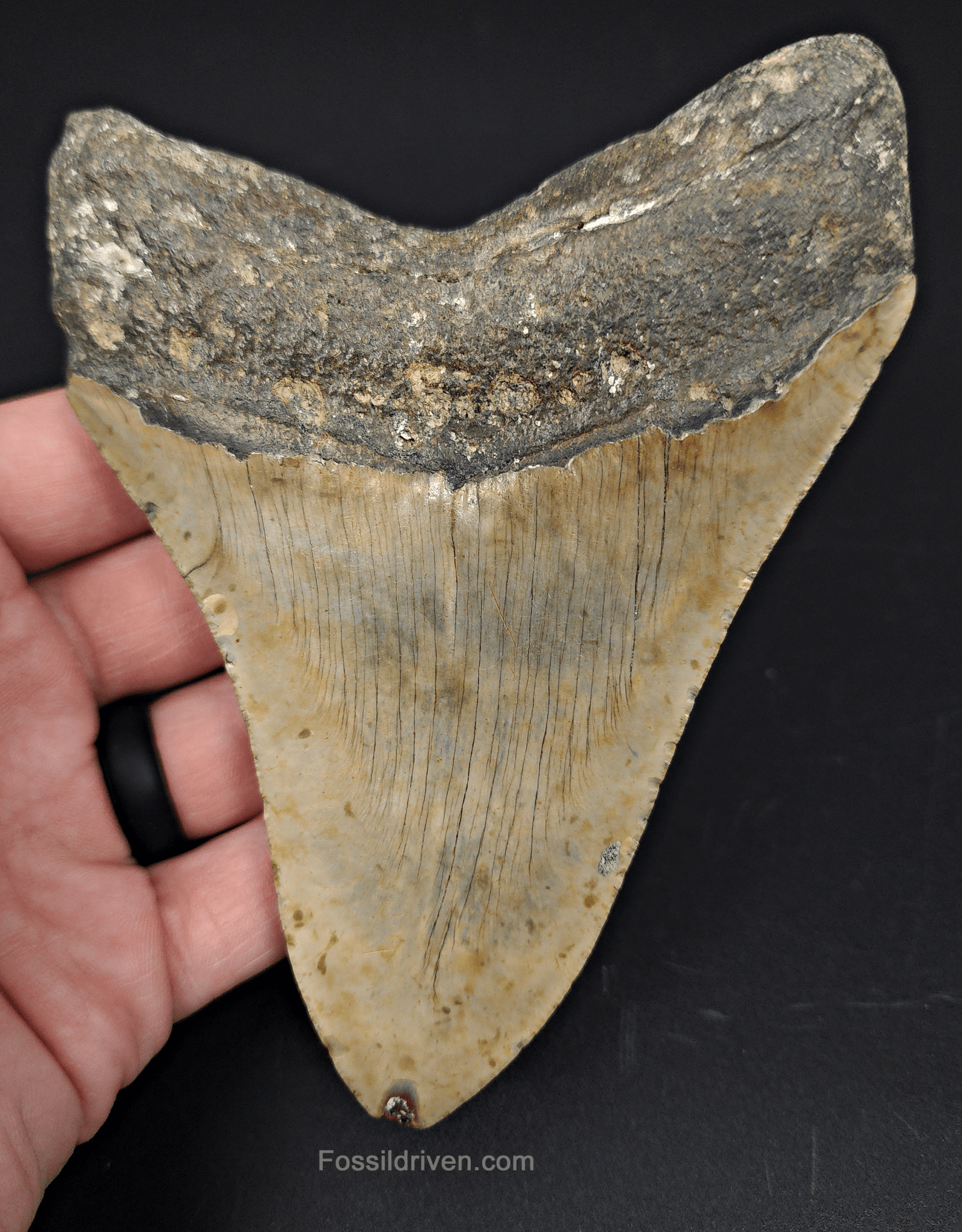 Authentic, 5.15" Fossil Megalodon Tooth - Meg Ledge - Fossil Driven