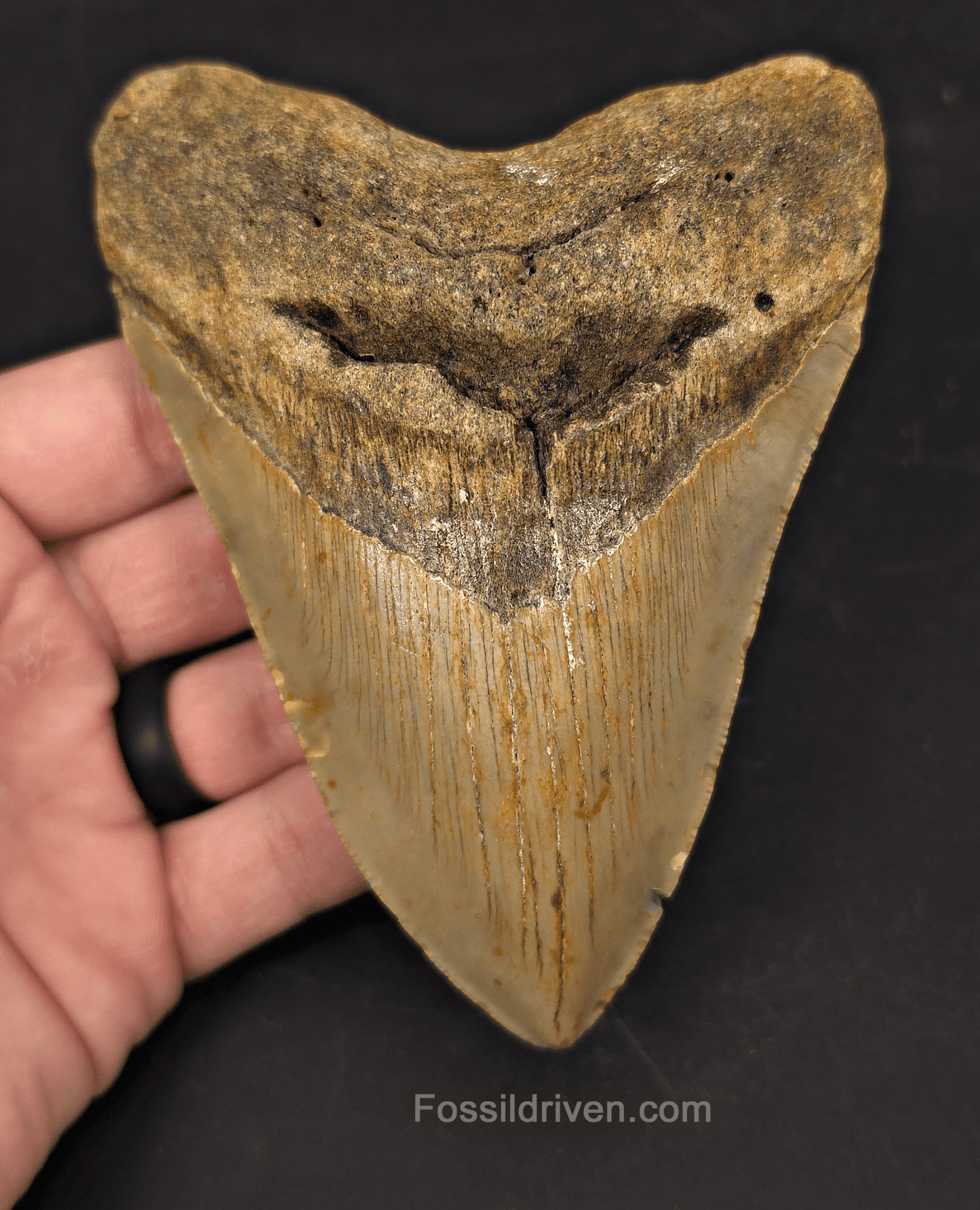 Authentic, 5.16" Fossil Megalodon Tooth - Meg Ledge, North Carolina - Fossil Driven