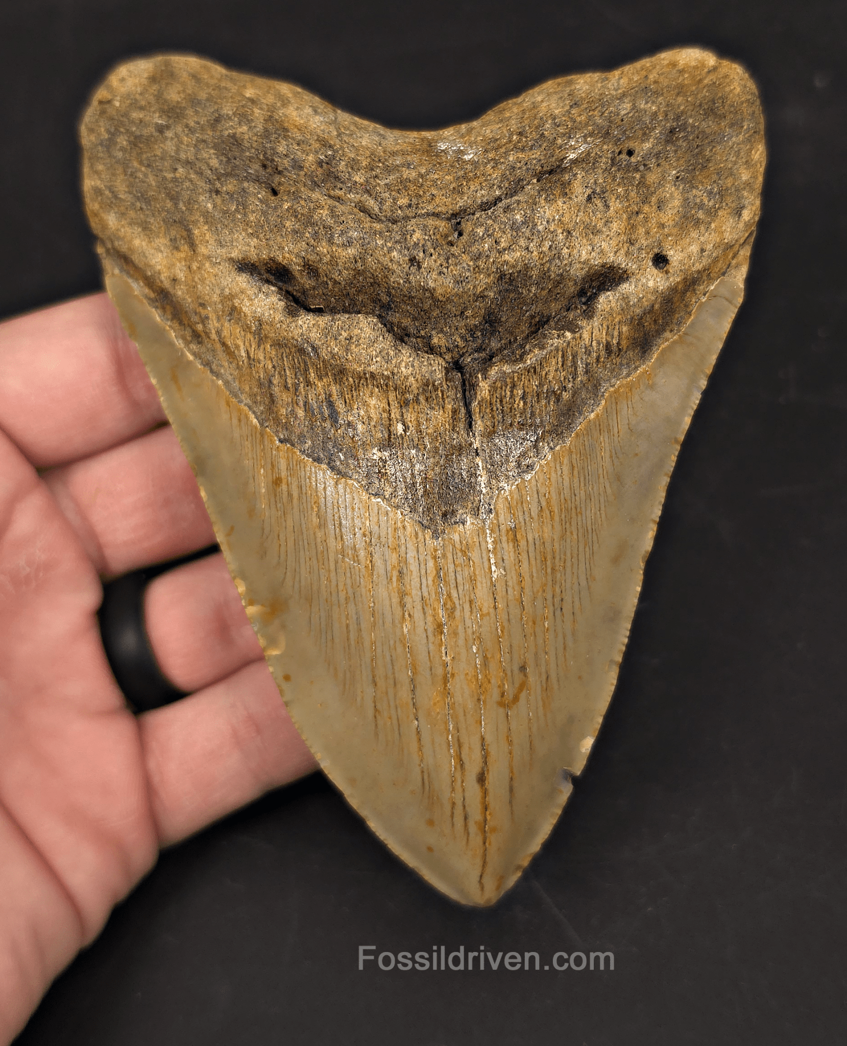 Authentic, 5.16" Fossil Megalodon Tooth - Meg Ledge, North Carolina - Fossil Driven