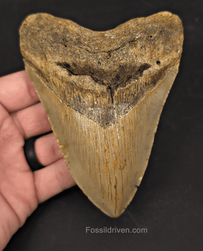 Authentic, 5.16" Fossil Megalodon Tooth - Meg Ledge, North Carolina - Fossil Driven