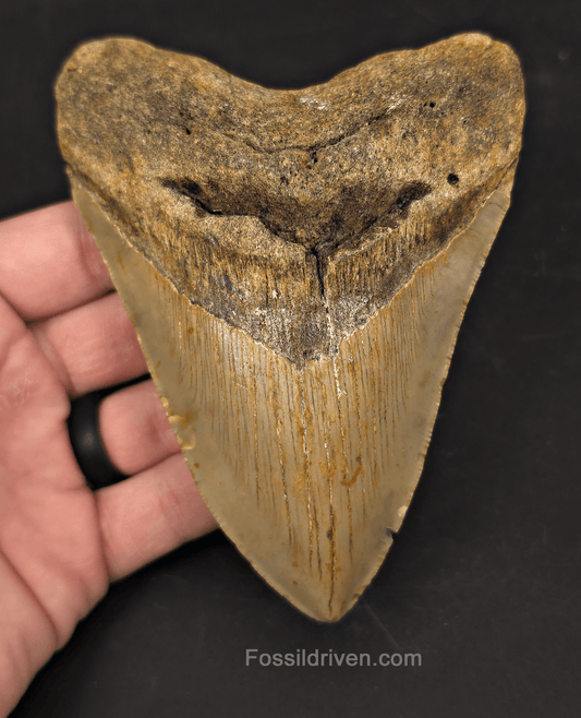 Authentic, 5.16" Fossil Megalodon Tooth - Meg Ledge, North Carolina - Fossil Driven
