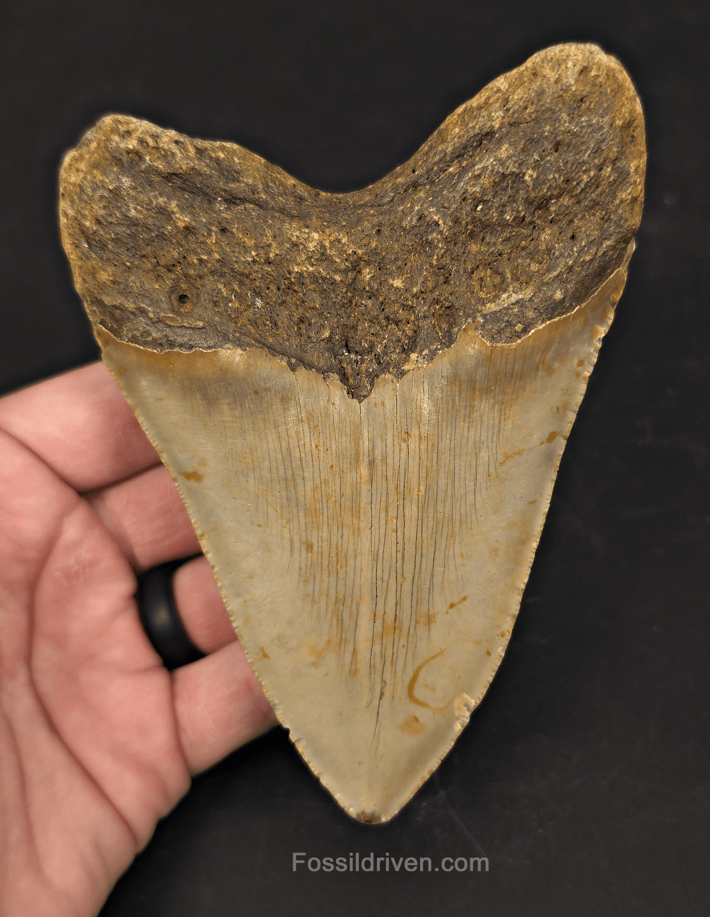 Authentic, 5.16" Fossil Megalodon Tooth - Meg Ledge, North Carolina - Fossil Driven