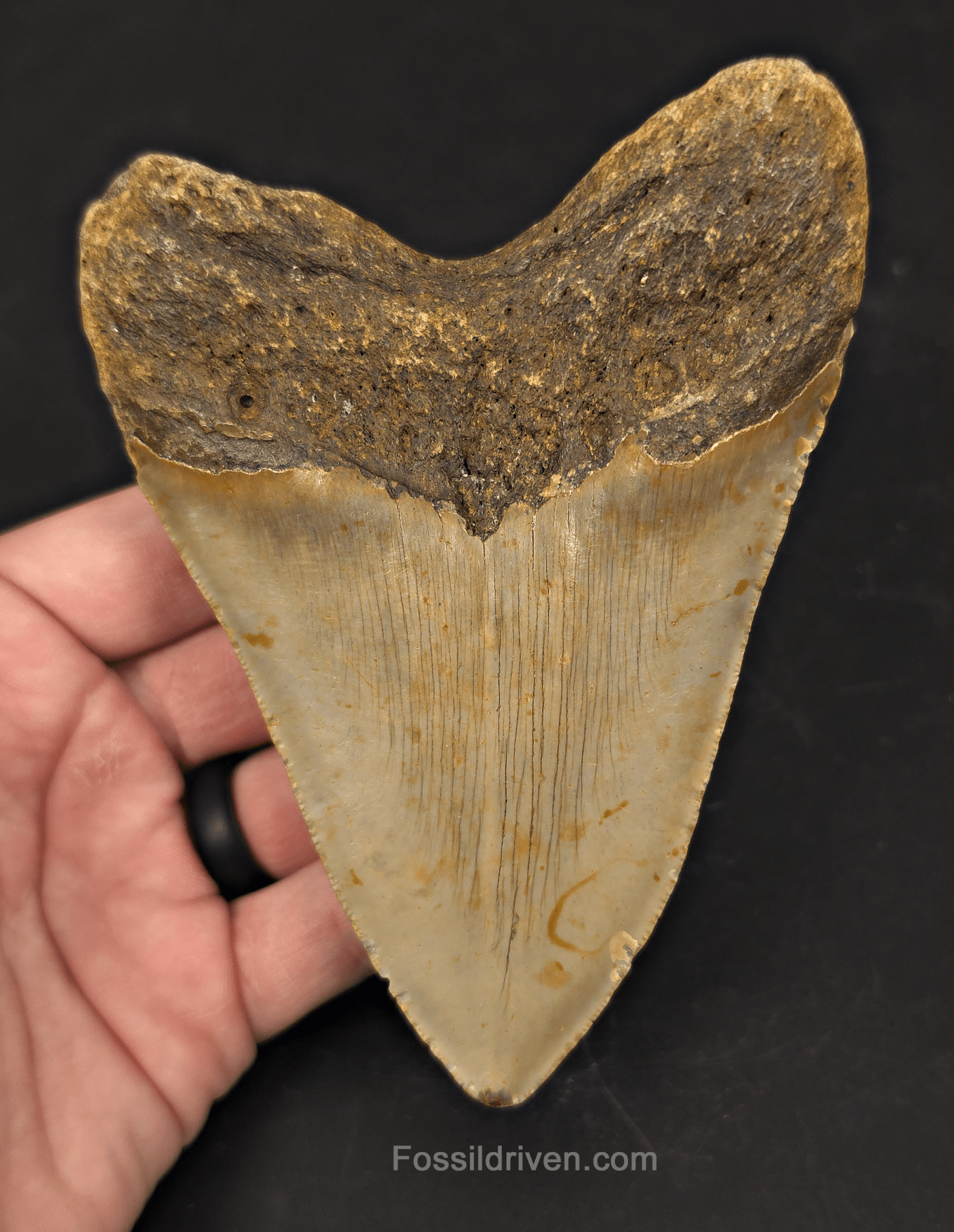 Authentic, 5.16" Fossil Megalodon Tooth - Meg Ledge, North Carolina - Fossil Driven
