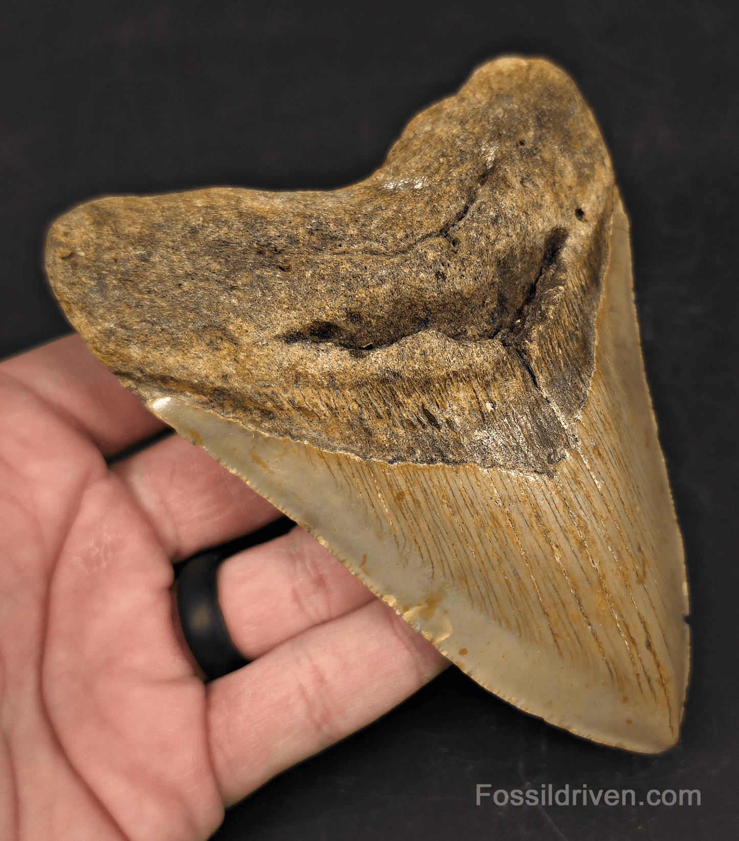 Authentic, 5.16" Fossil Megalodon Tooth - Meg Ledge, North Carolina - Fossil Driven