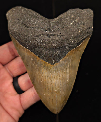 Authentic, 5.17" Fossil Megalodon Tooth - Meg Ledge, North Carolina - Fossil Driven