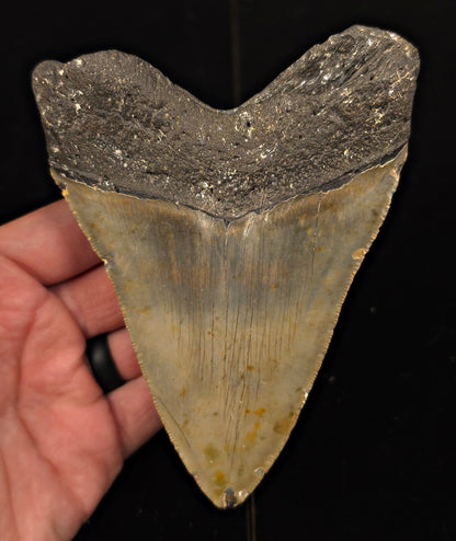 Authentic, 5.17" Fossil Megalodon Tooth - Meg Ledge, North Carolina - Fossil Driven