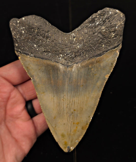 Authentic, 5.17" Fossil Megalodon Tooth - Meg Ledge, North Carolina - Fossil Driven