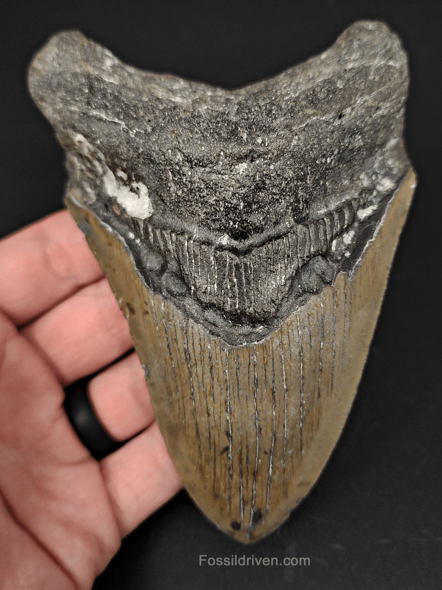 Authentic, 5.18" Fossil Megalodon Tooth - Meg Ledge - Fossil Driven