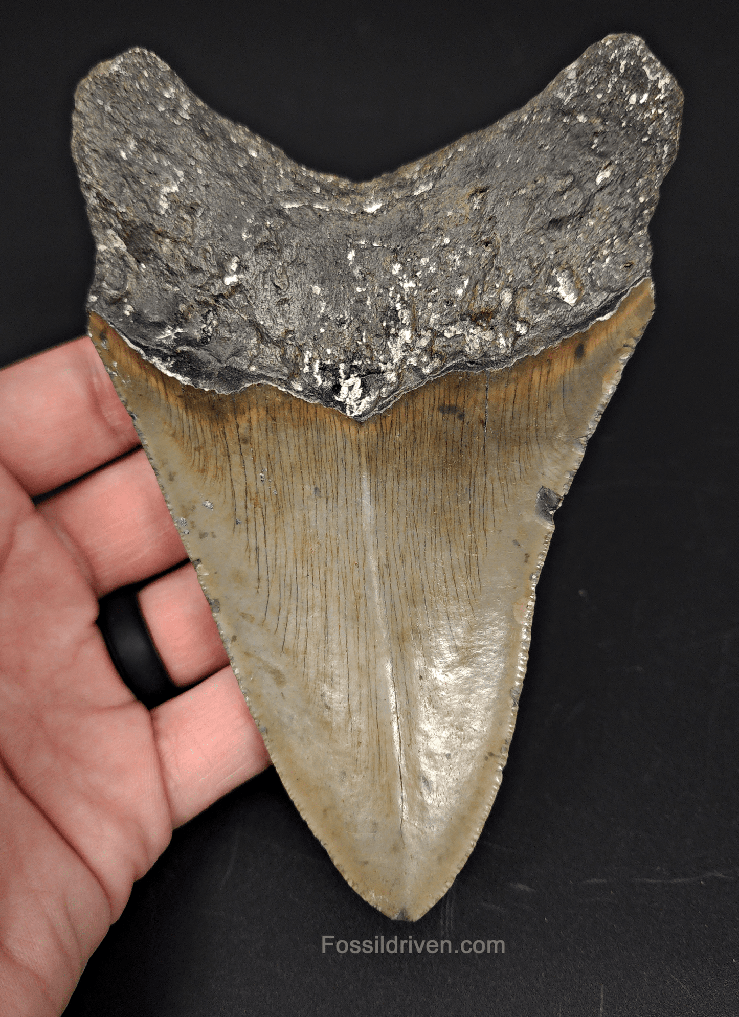 Authentic, 5.18" Fossil Megalodon Tooth - Meg Ledge - Fossil Driven