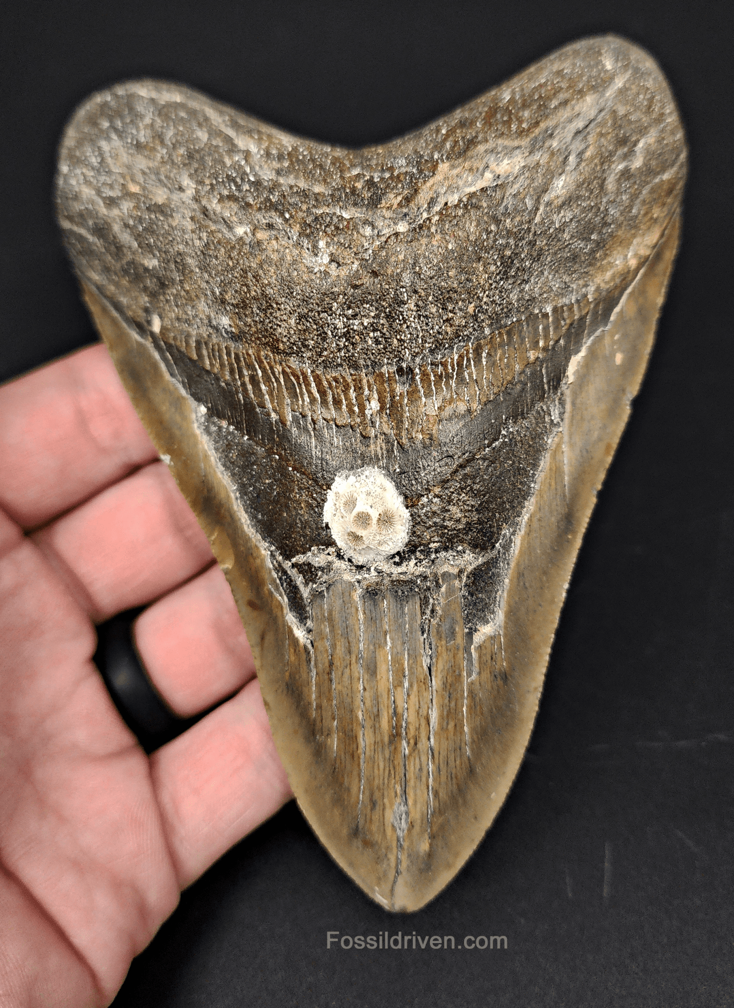 Authentic, 5.19" Fossil Megalodon Tooth - Meg Ledge - Fossil Driven