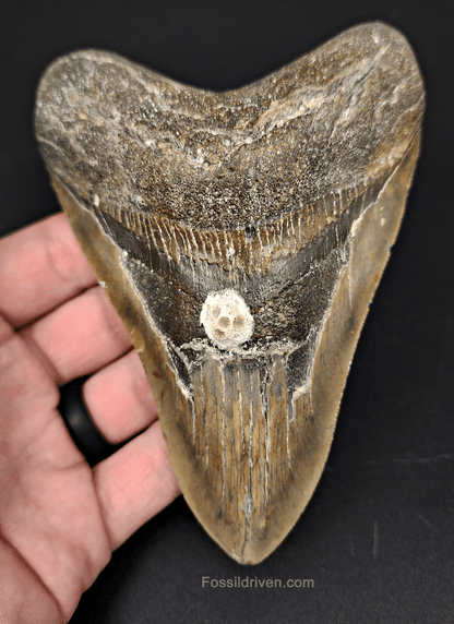Authentic, 5.19" Fossil Megalodon Tooth - Meg Ledge - Fossil Driven