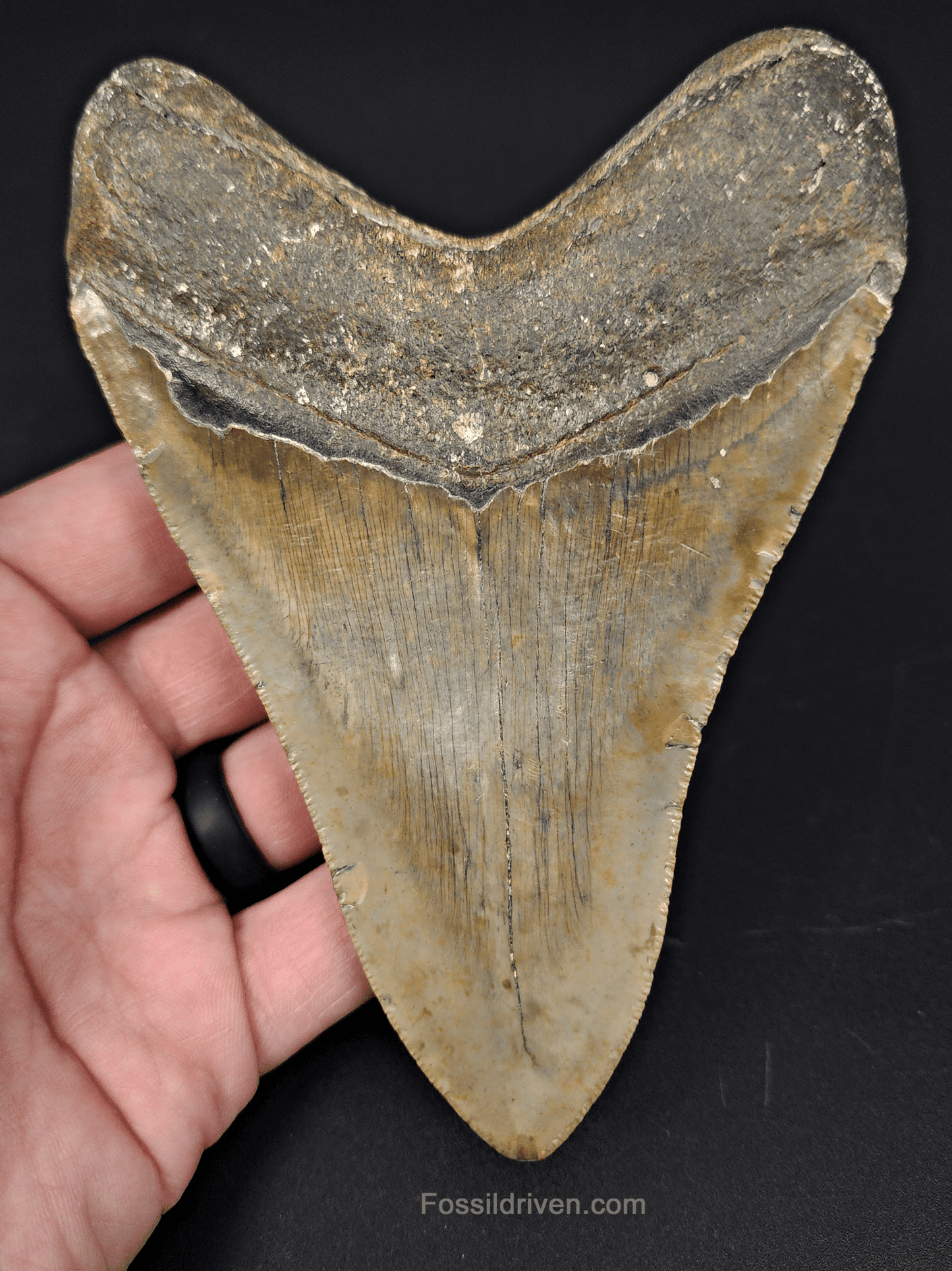 Authentic, 5.19" Fossil Megalodon Tooth - Meg Ledge - Fossil Driven