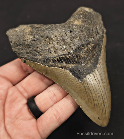 Authentic, 5.19" Fossil Megalodon Tooth - Meg Ledge, North Carolina - Fossil Driven