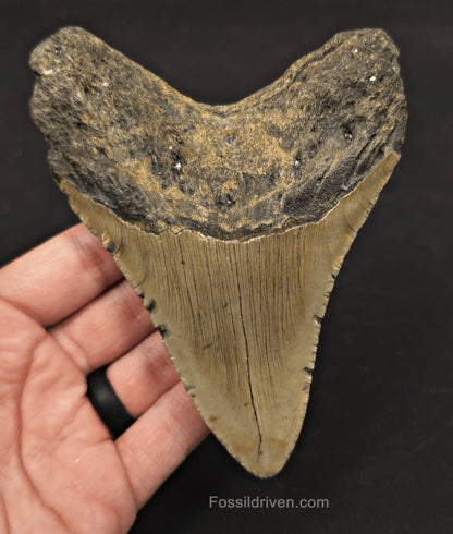 Authentic, 5.19" Fossil Megalodon Tooth - Meg Ledge, North Carolina - Fossil Driven