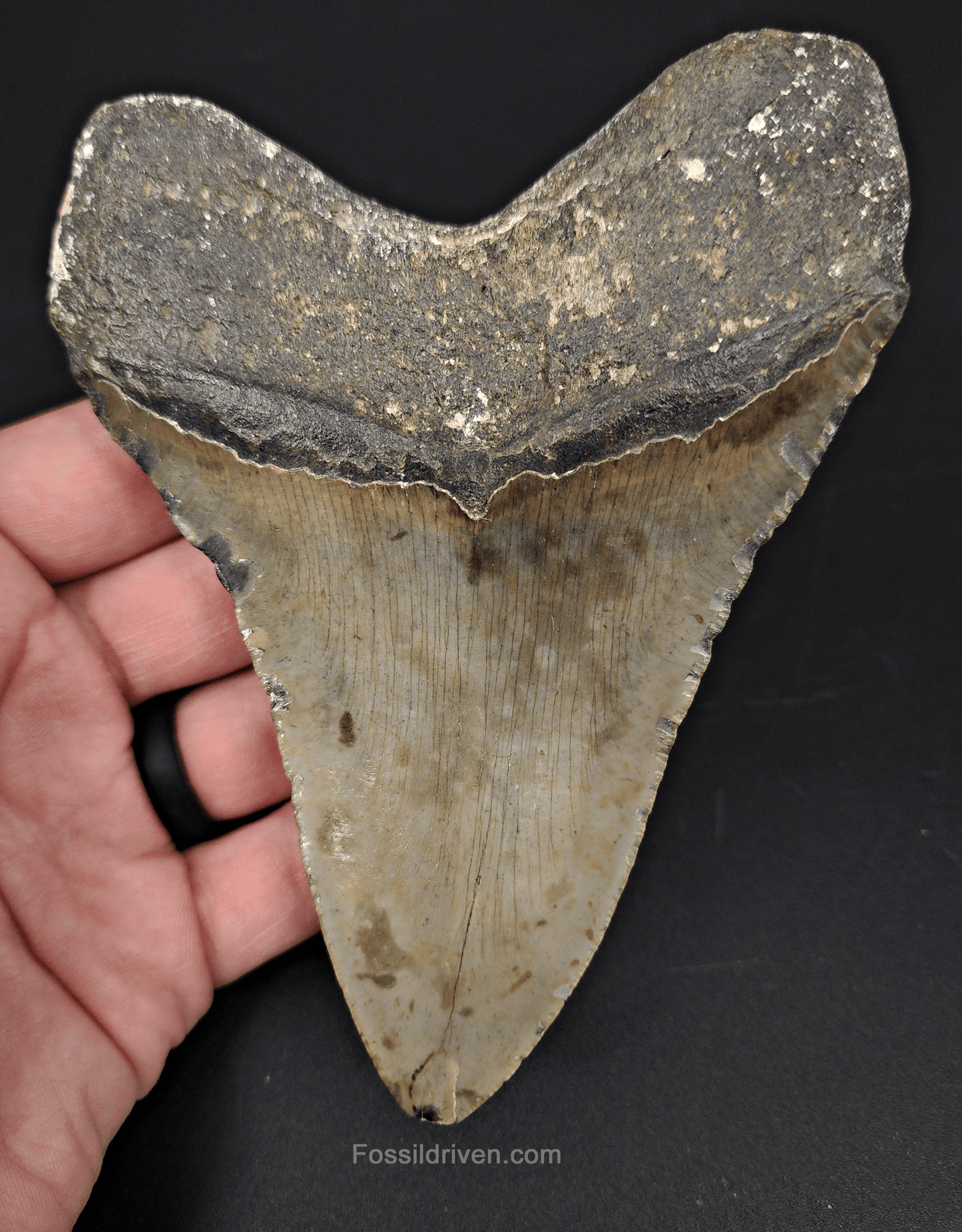 Authentic, 5.20" Fossil Megalodon Tooth - Meg Ledge - Fossil Driven
