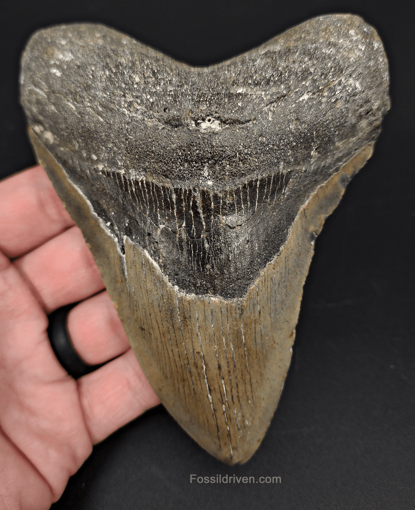 Authentic, 5.20" Fossil Megalodon Tooth - Meg Ledge - Fossil Driven