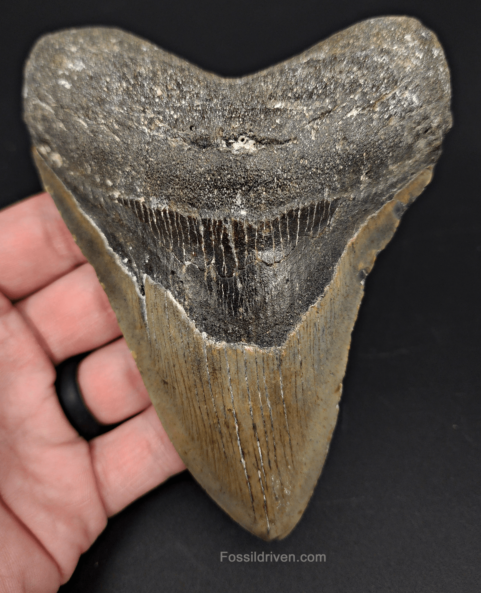 Authentic, 5.20" Fossil Megalodon Tooth - Meg Ledge - Fossil Driven