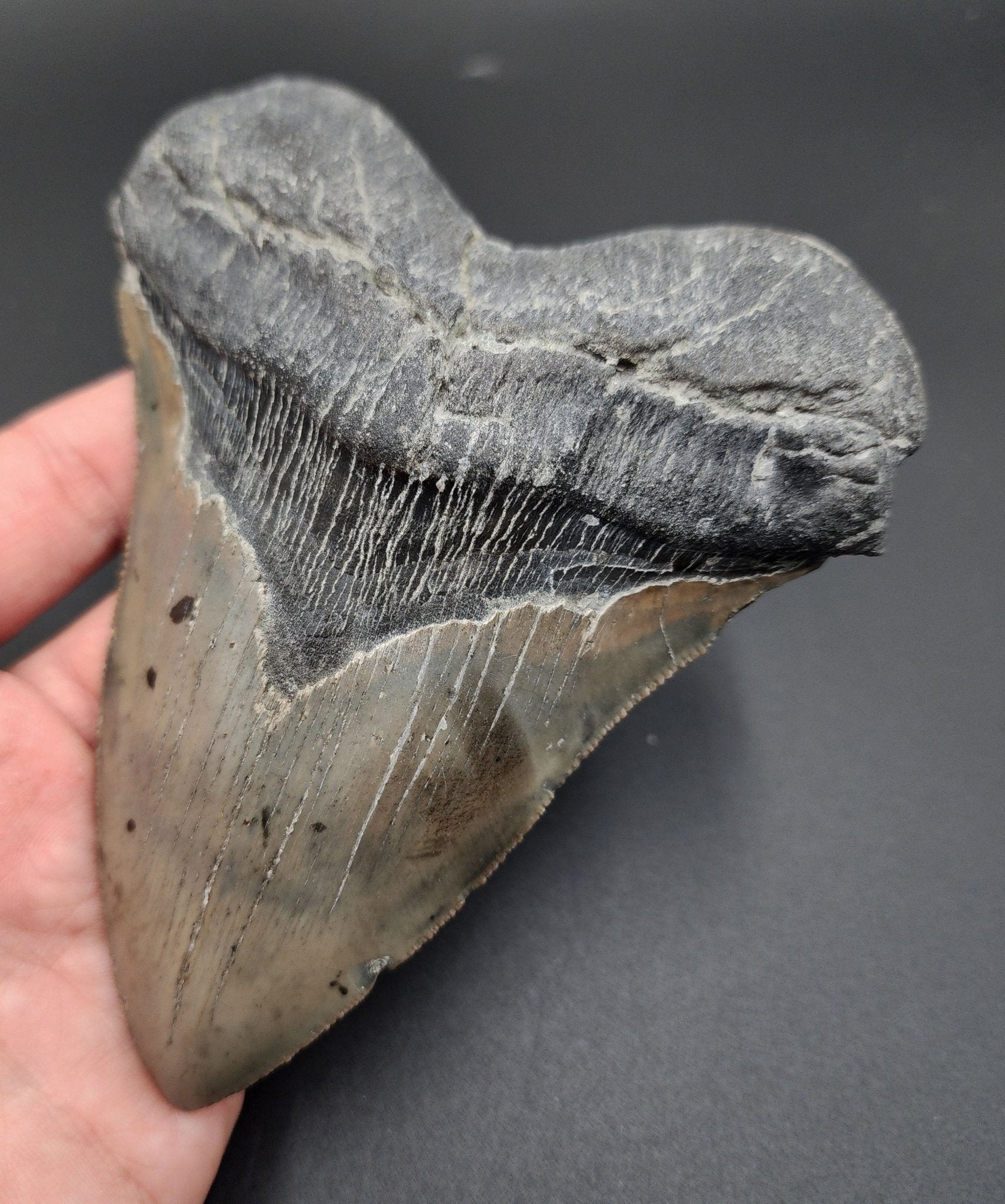 Authentic, 5.24" Fossil Megalodon Tooth - Meg Ledge - Fossil Driven