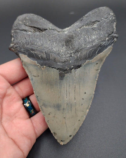 Authentic, 5.24" Fossil Megalodon Tooth - Meg Ledge - Fossil Driven