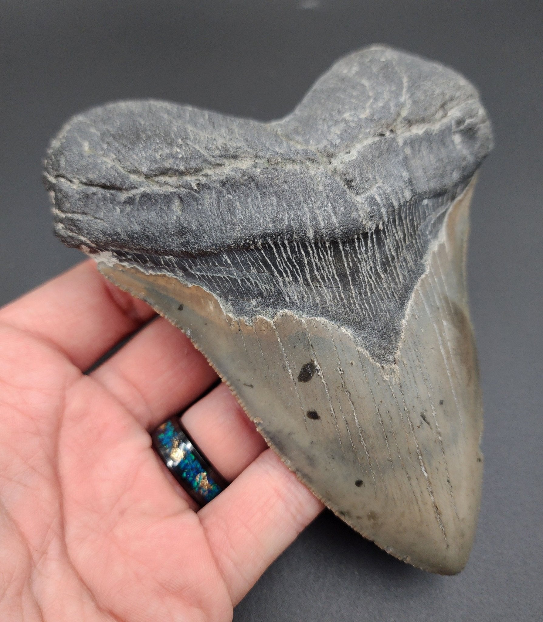 Authentic, 5.24" Fossil Megalodon Tooth - Meg Ledge - Fossil Driven