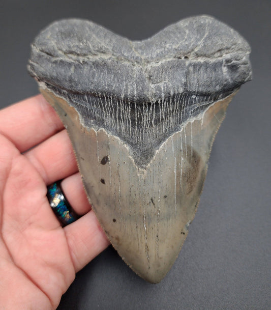 Authentic, 5.24" Fossil Megalodon Tooth - Meg Ledge - Fossil Driven